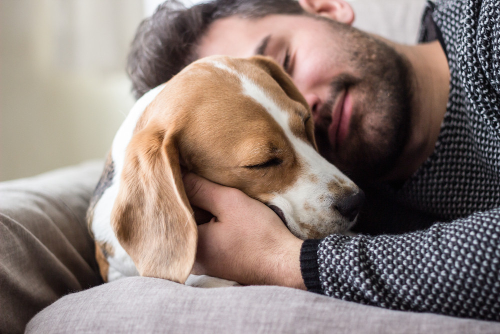 Tierkommunikation - Die Kunst mit Tieren zu kommunizieren: Foto: © asiamarangio / shutterstock / #504980047